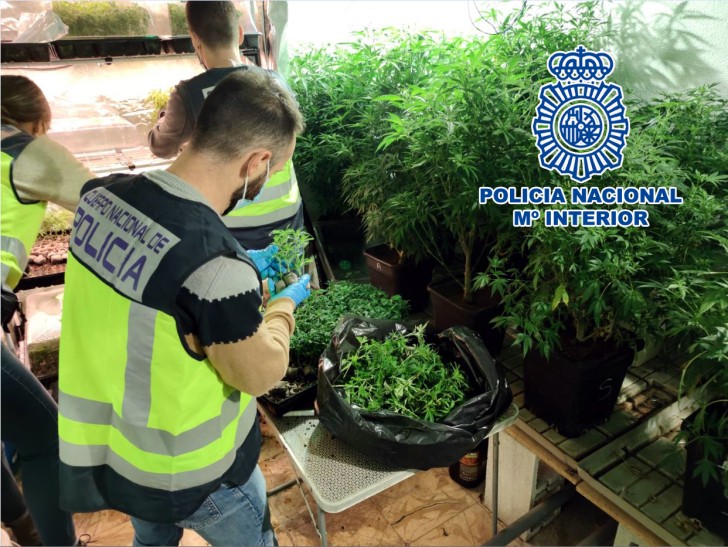 Detienen A Seis Personas Y Desmantelan Cuatro Plantaciones De Marihuana ...